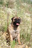 BULLMASTIFF 250